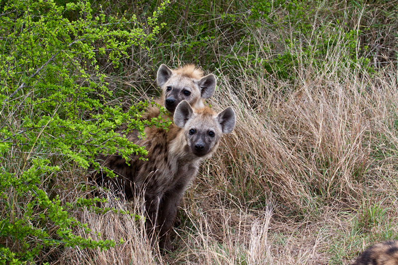 Spotted Hyena, En Route Skukuza to Olifant's Rest Camp, Kruger National Park, South Africa