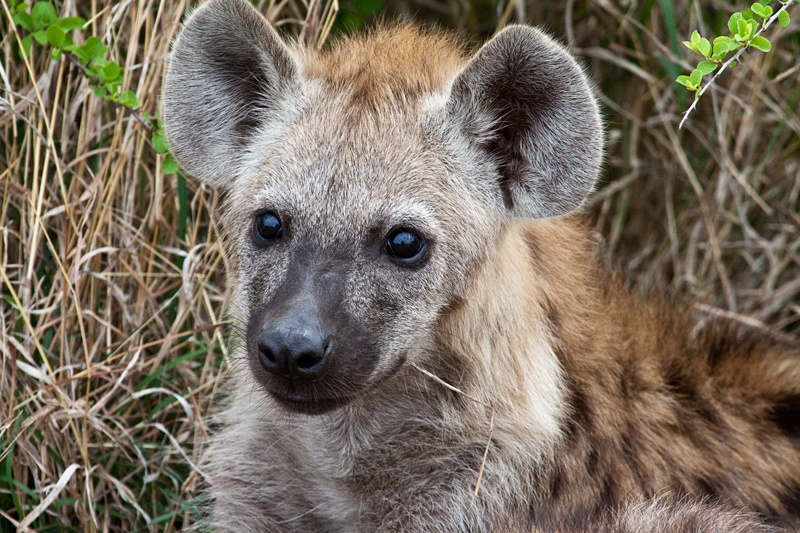 Spotted Hyena, En Route Skukuza to Olifant's Rest Camp, Kruger National Park, South Africa