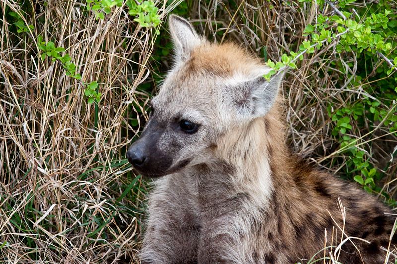 Spotted Hyena, En Route Skukuza to Olifant's Rest Camp, Kruger National Park, South Africa