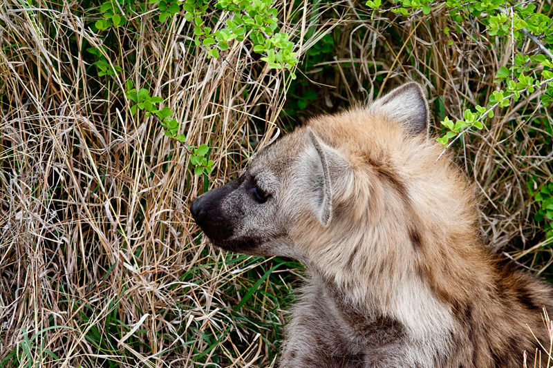 Spotted Hyena, En Route Skukuza to Olifant's Rest Camp, Kruger National Park, South Africa