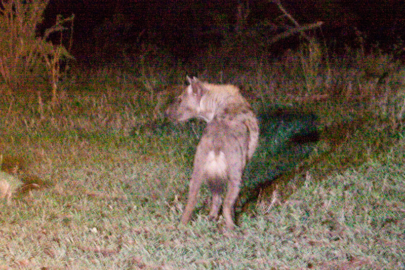 Spotted Hyena, Night Drive out of Satara Rest Camp, Kruger National Park, South Africa