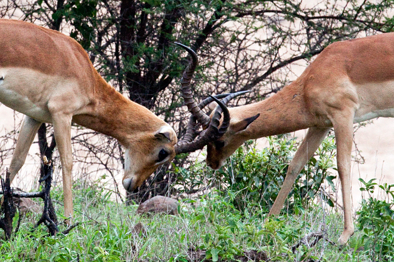 Impala, En Route Skukuza to Olifant's Rest Camp, Kruger National Park, South Africa