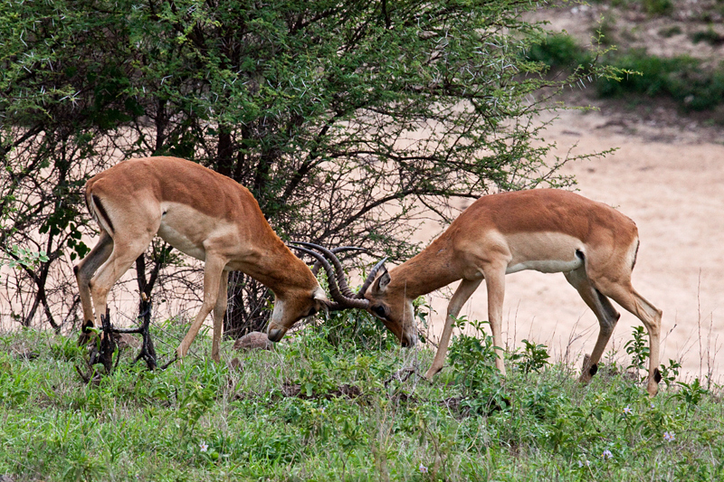 Impala, En Route Skukuza to Olifant's Rest Camp, Kruger National Park, South Africa