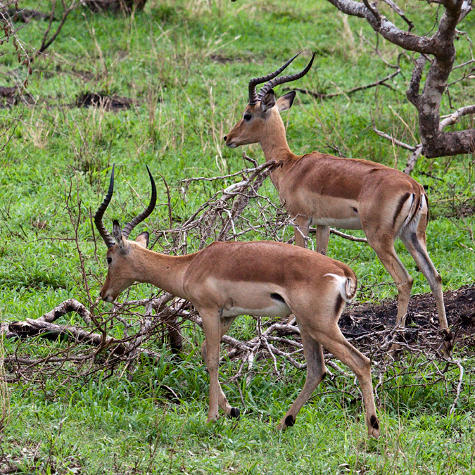 Impala, En Route Skukuza to Olifant's Rest Camp, Kruger National Park, South Africa