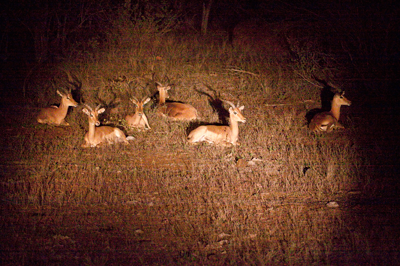 Impala, Night Drive out of Olifant's Rest Camp, Kruger National Park, South Africa