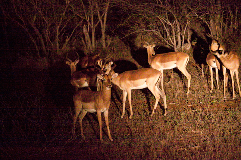 Impala, Night Drive out of Olifant's Rest Camp, Kruger National Park, South Africa