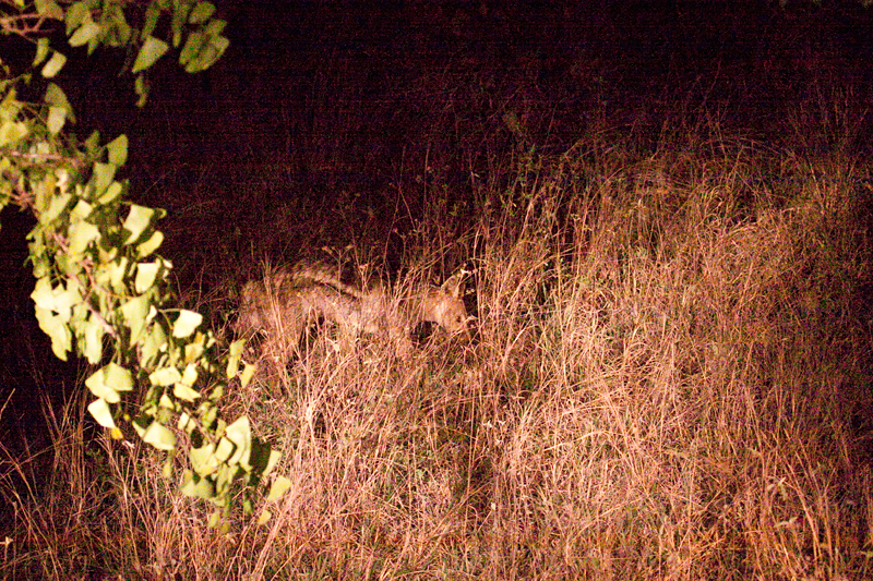 Side-striped Jackal, Night Drive out of Olifant's Rest Camp, Kruger National Park, South Africa