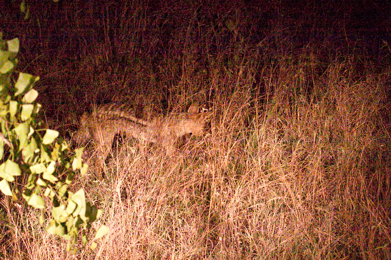 Side-striped Jackal, Night Drive out of Olifant's Rest Camp, Kruger National Park, South Africa