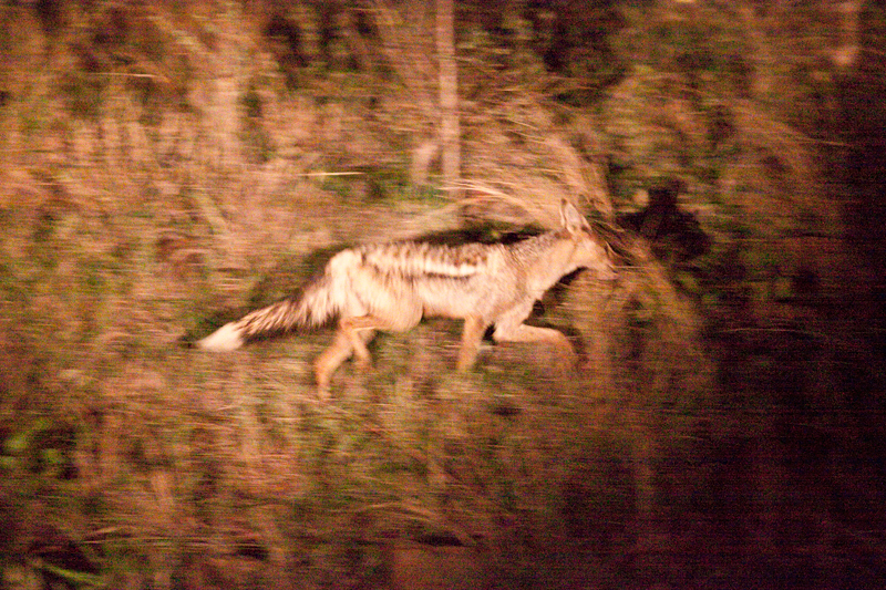 Side-striped Jackal, Night Drive out of Olifant's Rest Camp, Kruger National Park, South Africa