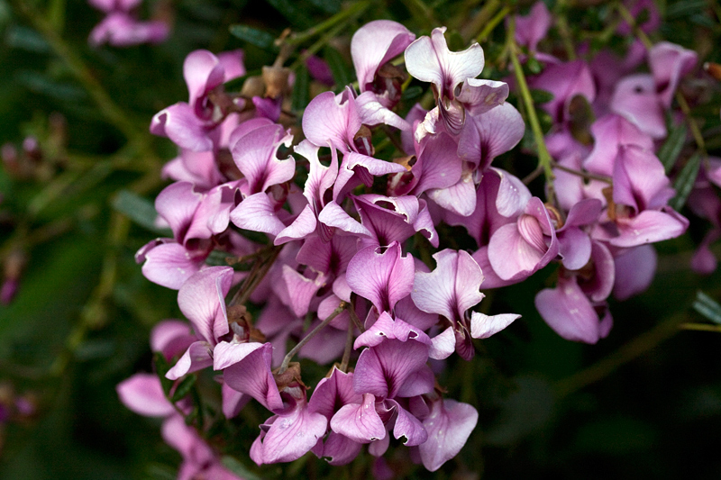 Keurboom; Blossom TreeVirgilia divaricata, Fernkloof Nature Reserve, Hermanus, South Africa