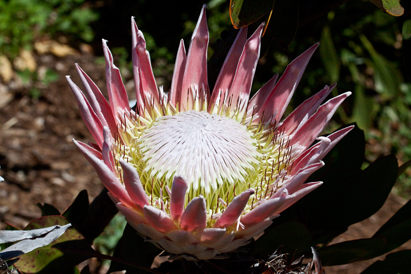 King Protea, Kirstenbosch National Botanical Garden, South Africa