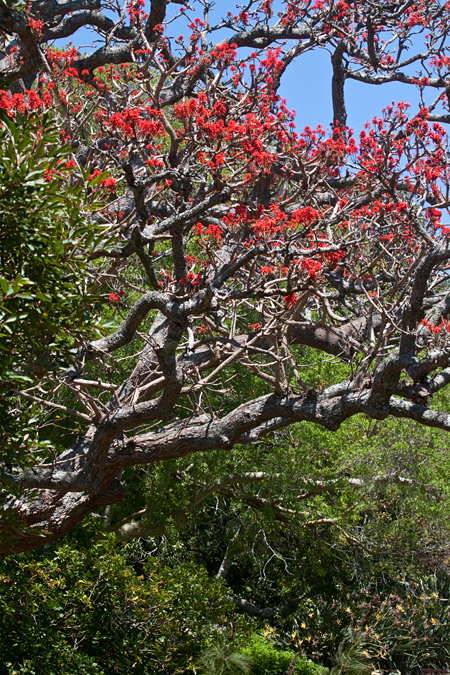 Kirstenbosch National Botanical Garden, South Africa