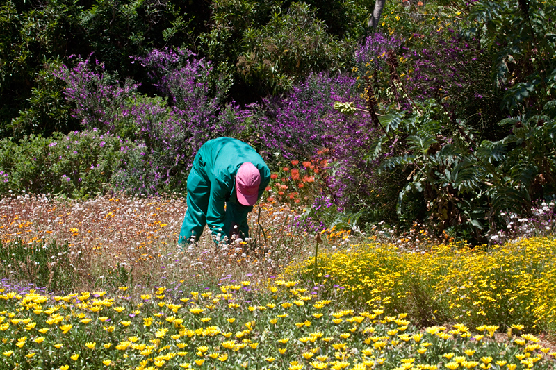 Kirstenbosch National Botanical Garden, South Africa