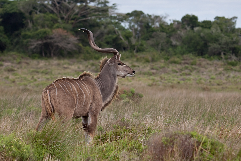 Greater Kudu, Cape Vidal, iSimangaliso Wetland Park, KwaZulu-Natal, South Africa