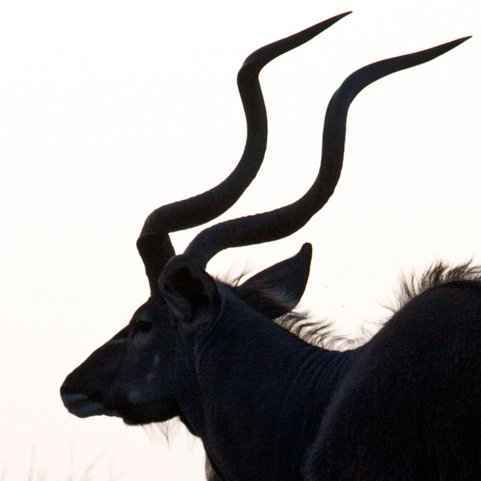 Greater Kudu, Cape Vidal, iSimangaliso Wetland Park, KwaZulu-Natal, South Africa