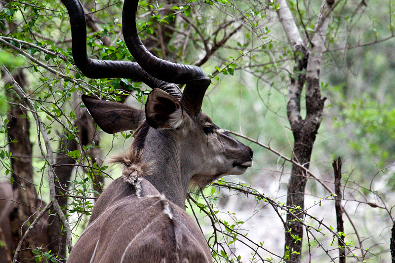 Greater Kudu, En Route Skukuza to Olifant's Rest Camp, Kruger National Park, South Africa