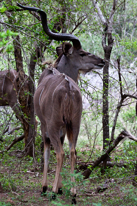 Greater Kudu, En Route Skukuza to Olifant's Rest Camp, Kruger National Park, South Africa