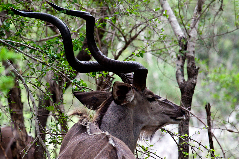 Greater Kudu, En Route Skukuza to Olifant's Rest Camp, Kruger National Park, South Africa