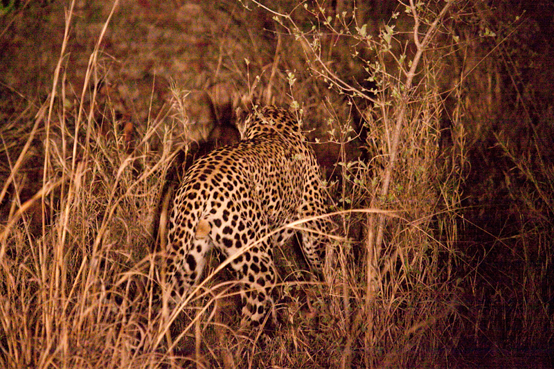 Leopard, Night Drive out of Olifant's Rest Camp, Kruger National Park, South Africa