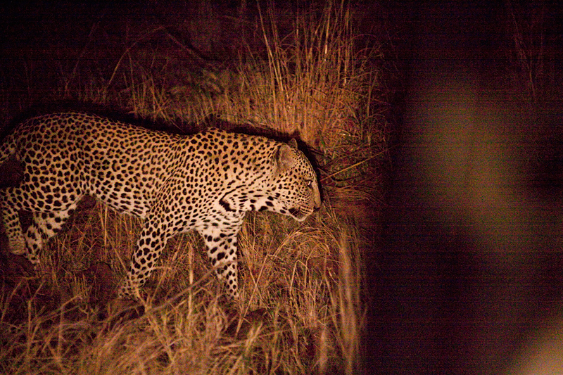 Leopard, Night Drive out of Olifant's Rest Camp, Kruger National Park, South Africa