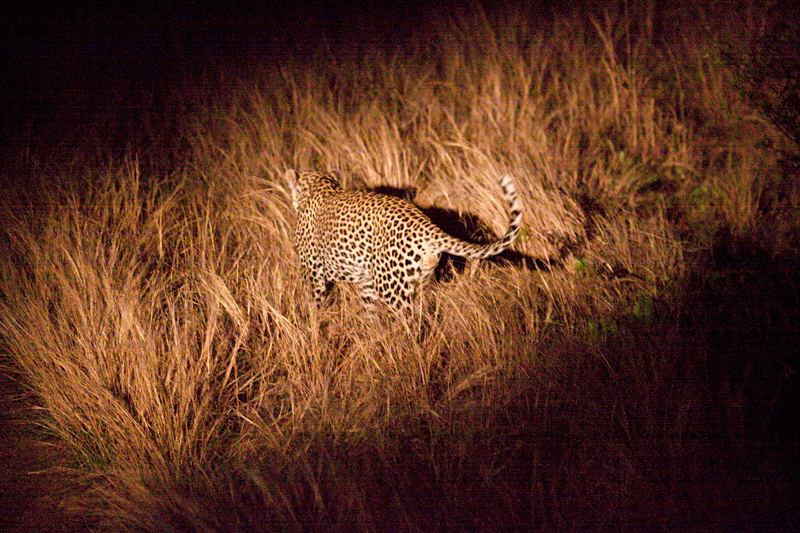 Leopard, Night Drive out of Olifant's Rest Camp, Kruger National Park, South Africa