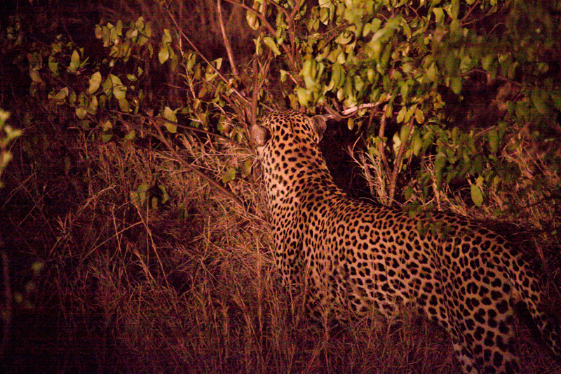 Leopard, Night Drive out of Olifant's Rest Camp, Kruger National Park, South Africa