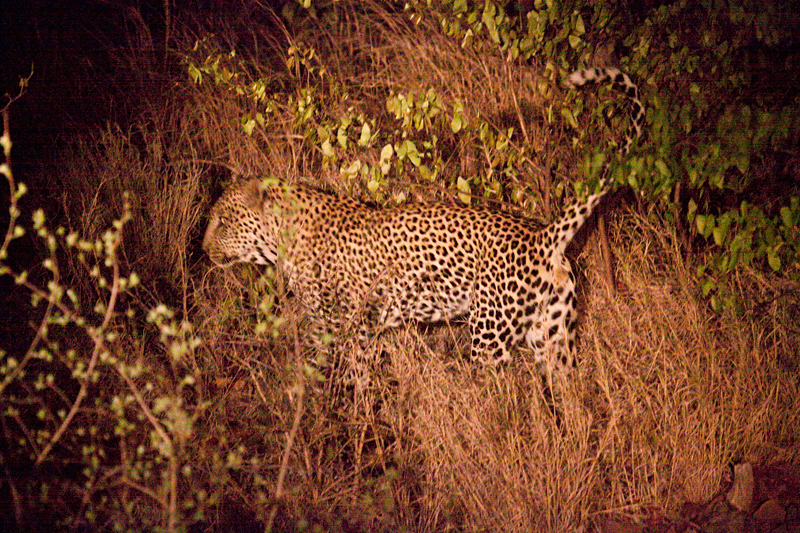 Leopard, Night Drive out of Olifant's Rest Camp, Kruger National Park, South Africa