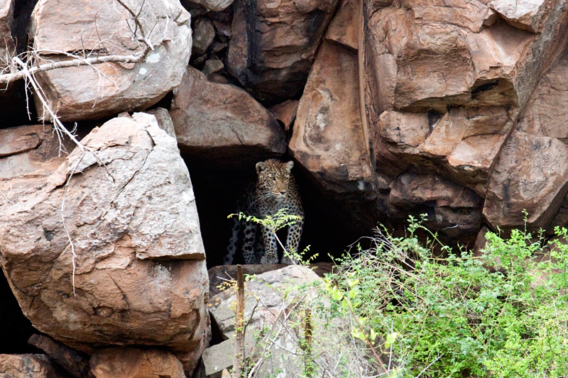 Leopard in a Cave, en route Olifant's to Letaba Rest Camp, Kruger National Park, South Africa