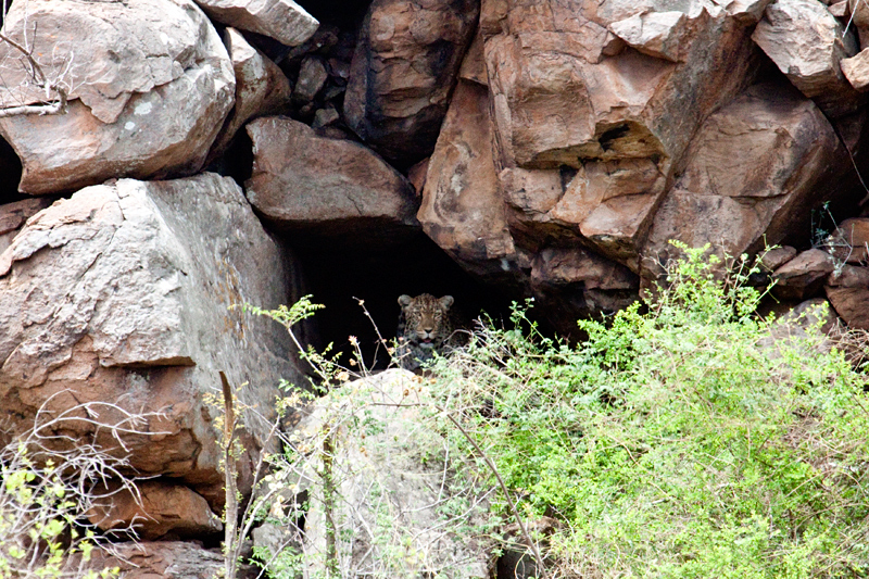 Leopard in a Cave, en route Olifant's to Letaba Rest Camp, Kruger National Park, South Africa