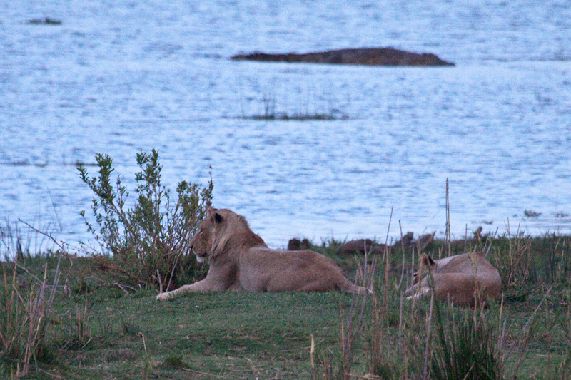 Lion, Letaba Rest Camp, Kruger National Park, South Africa