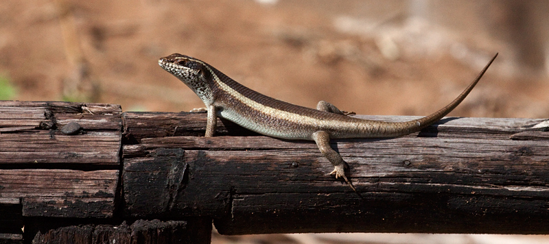 African Lizard, Mkuze Game Reserve, iSimangaliso Wetland Park, KwaZulu-Natal, South Africa