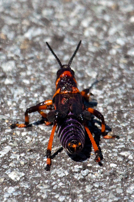 Milkweed Grasshopper, West Coast National Park, South Africa