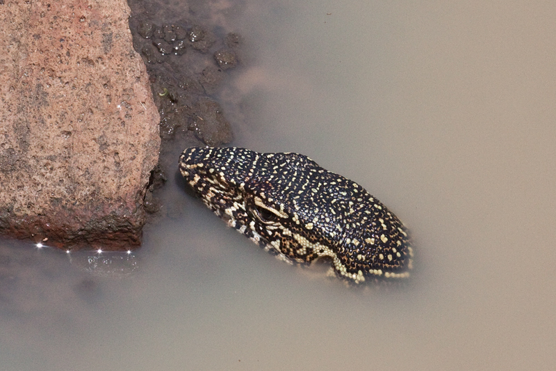 Nile Monitor (Water Monitor), Kumasinga Waterhole, Mkuze Game Reserve, iSimangaliso Wetland Park, KwaZulu-Natal, South Africa