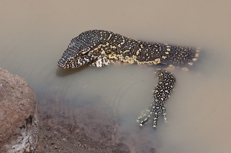 Nile Monitor (Water Monitor), Kumasinga Waterhole, Mkuze Game Reserve, iSimangaliso Wetland Park, KwaZulu-Natal, South Africa