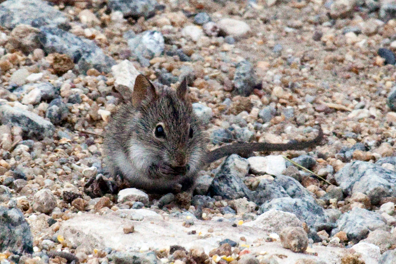 Striped Mouse, West Cape Wetlands, South Africa