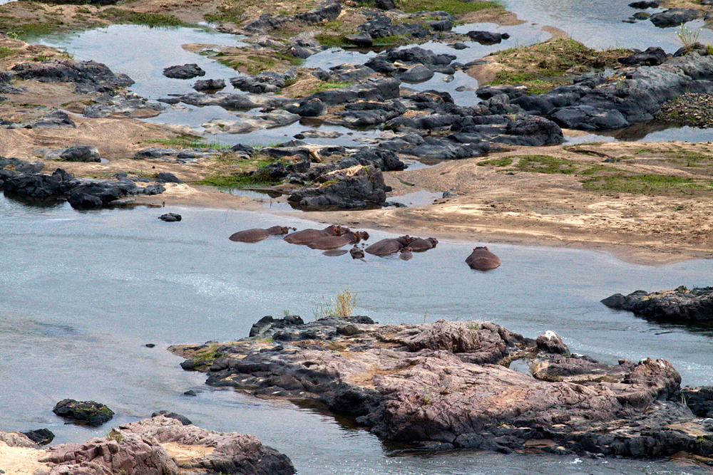 Hippos at Olifant's Rest Camp, Kruger National Park, South Africa