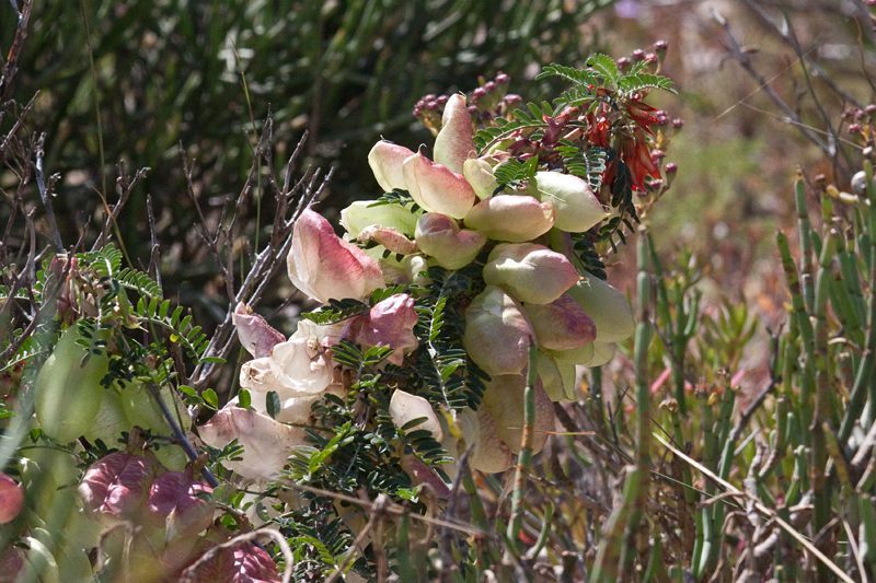 Pink Pea, West Coast National Park, South Africa