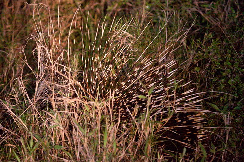 Cape Porcupine, Night Drive out of Satara Rest Camp, Kruger National Park, South Africa