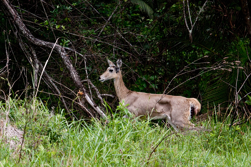 Southern Reedbuck (Common Reedbuck) Ewe, Amatikulu Nature Reserve, KwaZulu-Natal, South Africa