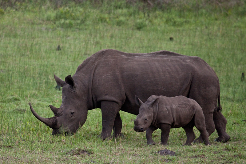 White Rhinoceros and Calf, Cape Vidal, iSimangaliso Wetland Park, KwaZulu-Natal, South Africa