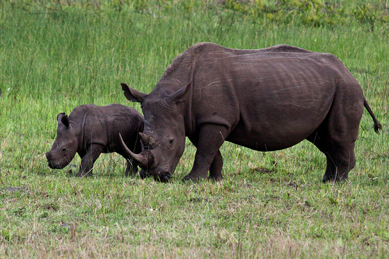 White Rhinoceros and Calf, Cape Vidal, iSimangaliso Wetland Park, KwaZulu-Natal, South Africa