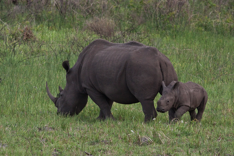 White Rhinoceros and Calf, Cape Vidal, iSimangaliso Wetland Park, KwaZulu-Natal, South Africa