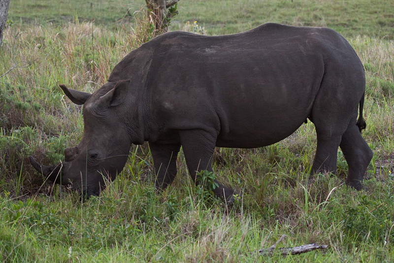 White Rhinoceros, Cape Vidal, iSimangaliso Wetland Park, KwaZulu-Natal, South Africa