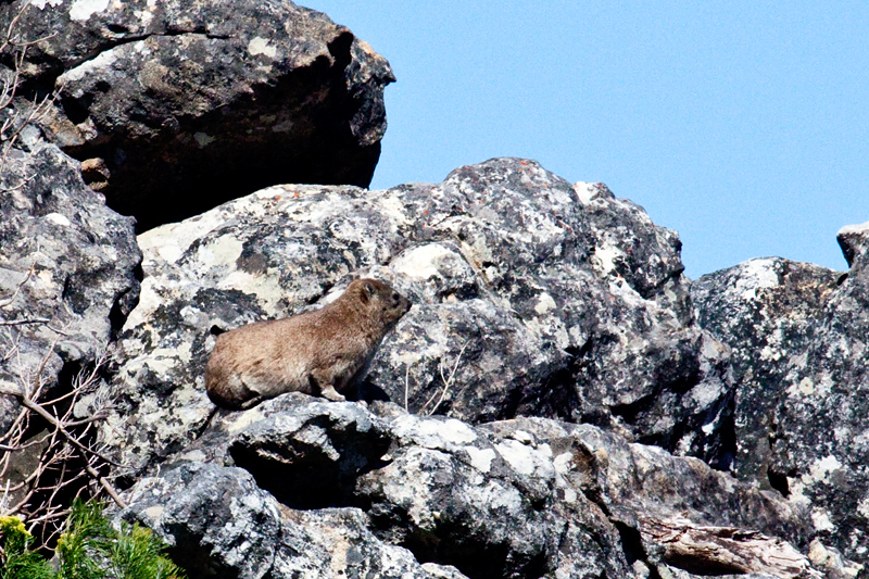 Rock Hyrax (Rock Dassie), Bainskloof Pass, South Africa