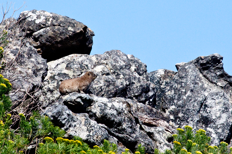 Rock Hyrax (Rock Dassie), Bainskloof Pass, South Africa