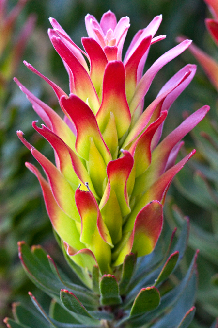 Rooistompie; Common Pagoda-Mimetes cucullatum, Fernkloof Nature Reserve, Hermanus, South Africa