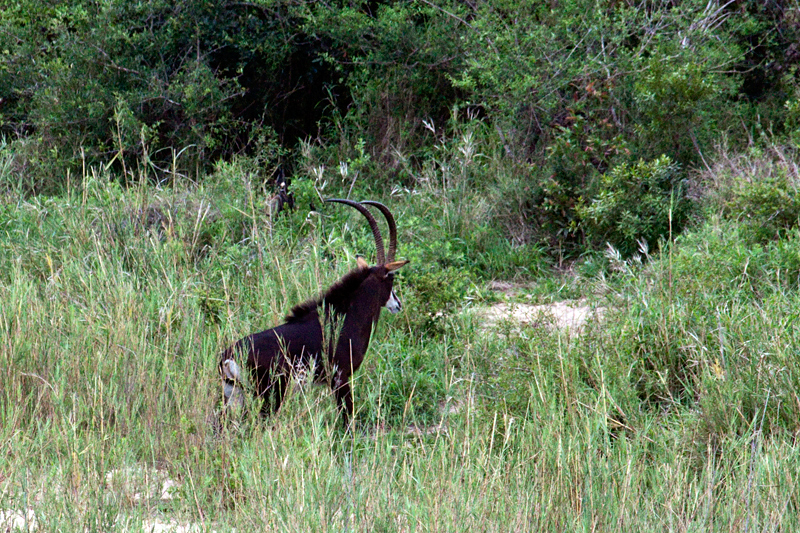 Sable Antelope, En Route Skukuza to Olifant's Rest Camp, Kruger National Park, South Africa