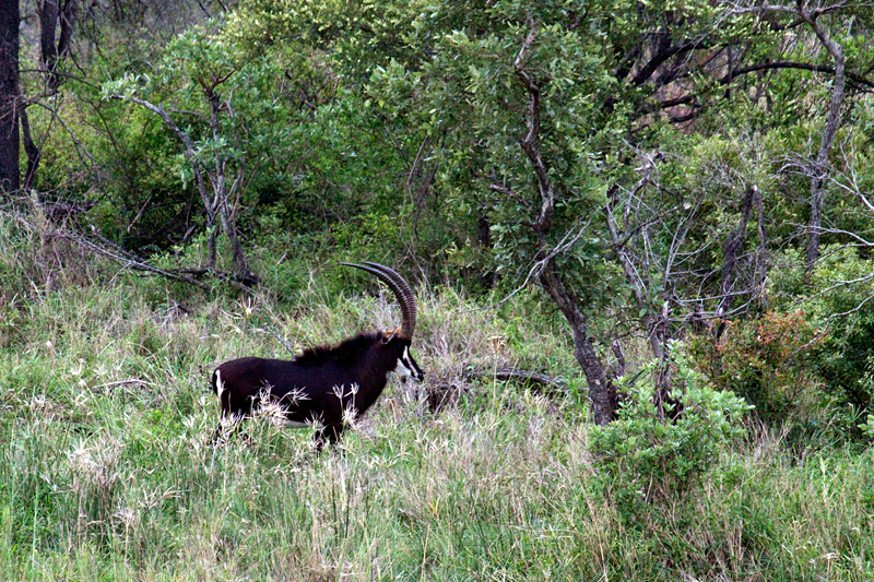 Sable Antelope, En Route Skukuza to Olifant's Rest Camp, Kruger National Park, South Africa