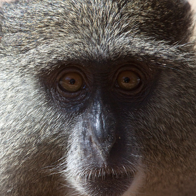 Samango Monkey (Sykes's Monkey), Cape Vidal, iSimangaliso Wetland Park, KwaZulu-Natal, South Africa