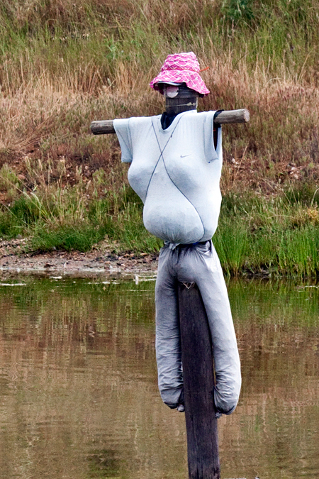 South African Scarecrows, en route Ceres to Velddrif, South Africa